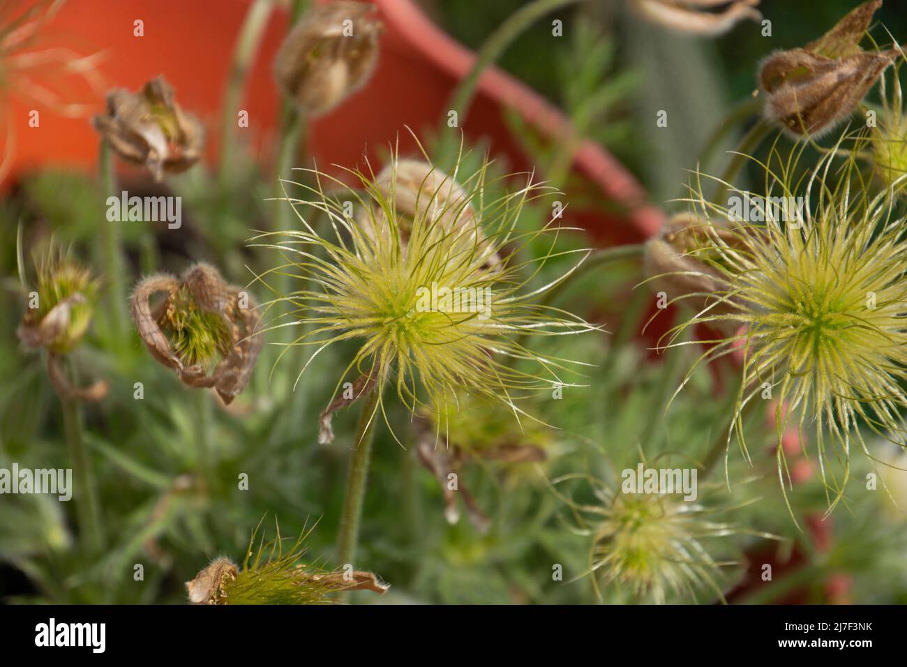 feathered fruits of the white pasque flower in the late spring season Stock Photo