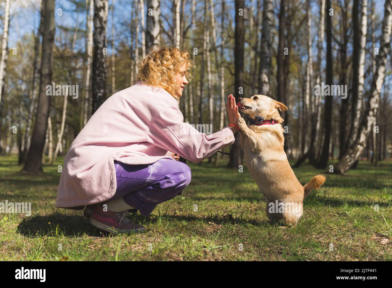 Attractive pretty caucasian woman wearing a pink coat crouching on the ground and training her small golden dog in a park. High quality photo Stock Photo