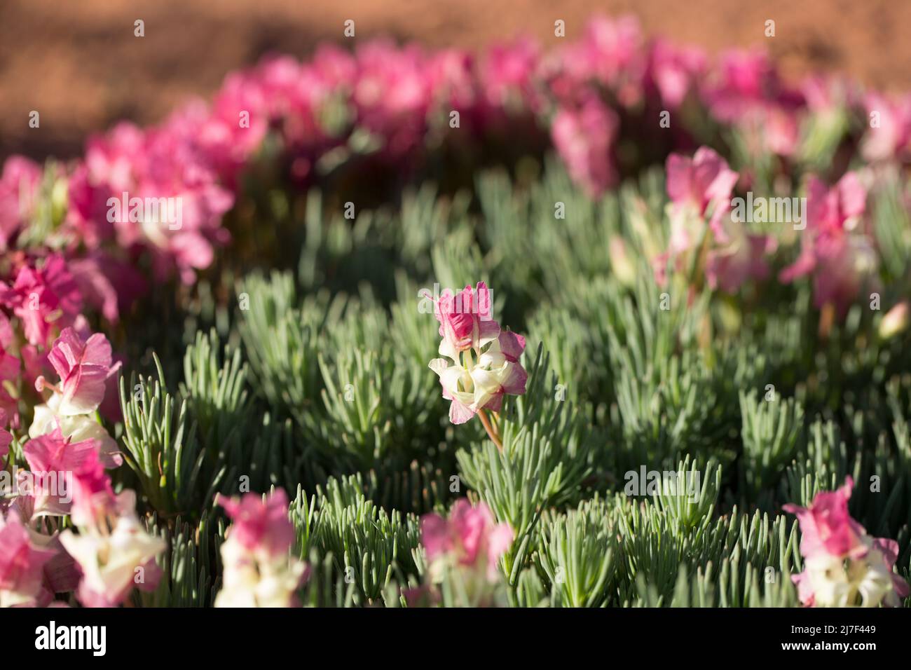 Close up look at Wreath Lechenaultia growing in gravelly soils inland Western Australia Stock Photo