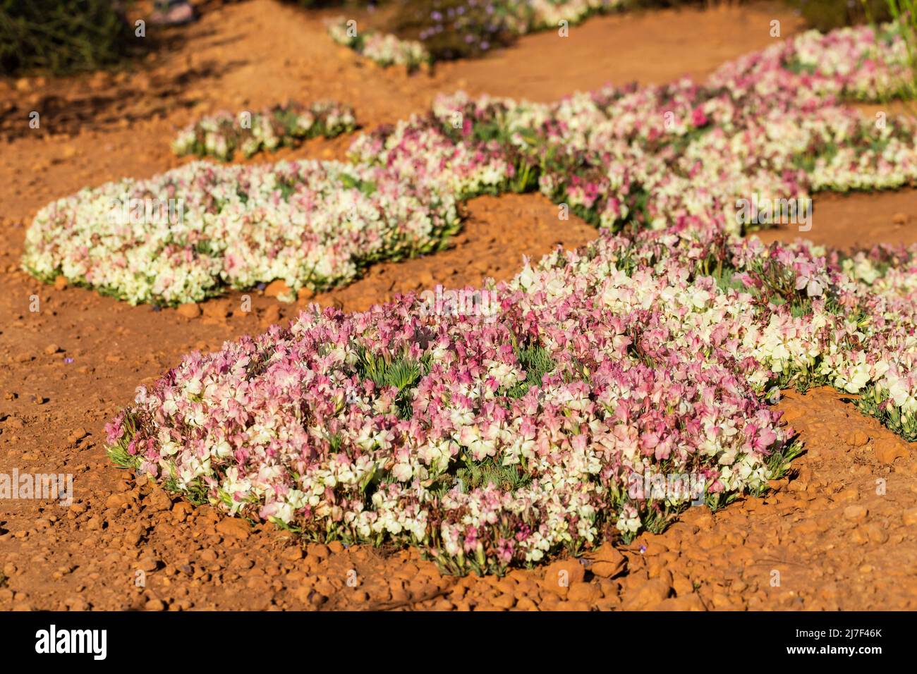 Clumps of Wreath Lechanaultia wildflowers, outback Western Australia Stock Photo