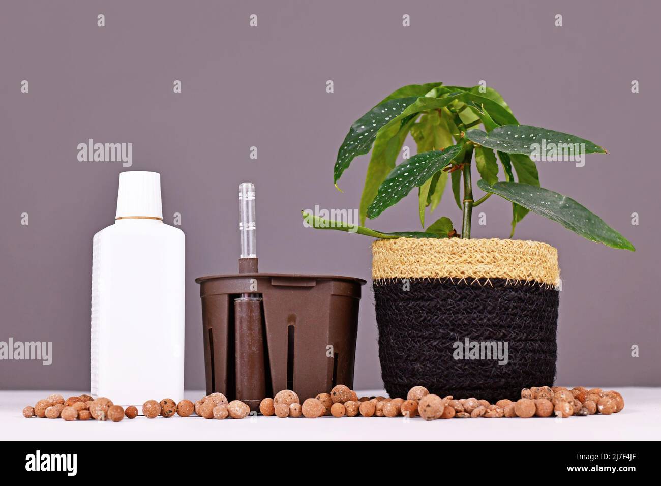 Houseplant passive hydroponics concept with pot, water indicator, plant and clay pellets Stock Photo
