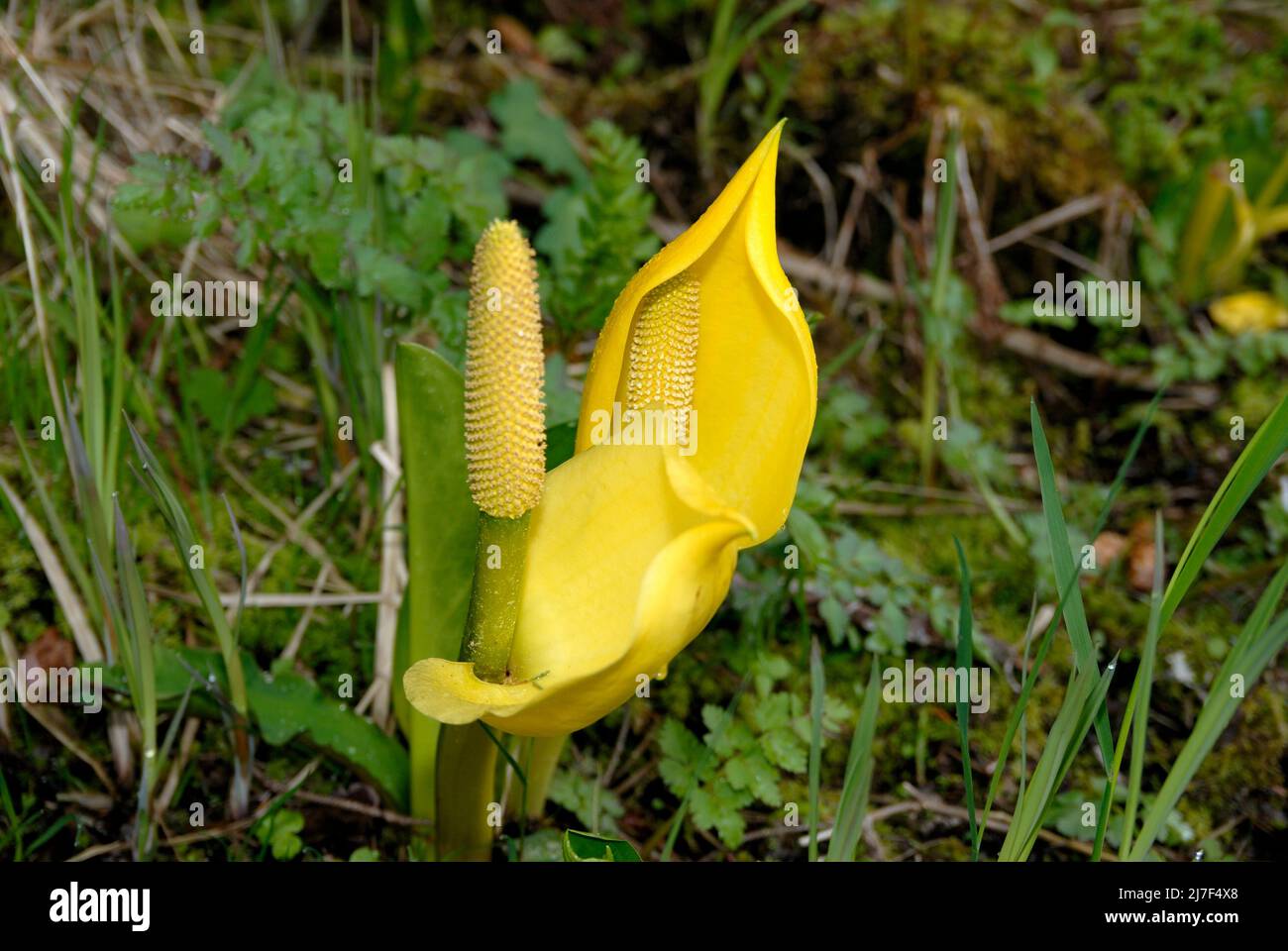 Skunk cabbage, so called because of its smell when damaged, is the first plant to bloom after winter. Stock Photo