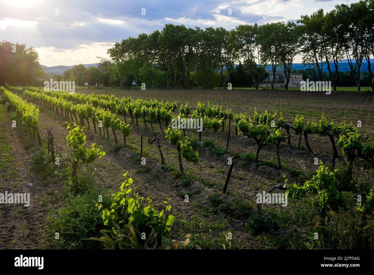 Vineyard, Pont SaintEsprit, Ardeche, France Stock Photo Alamy