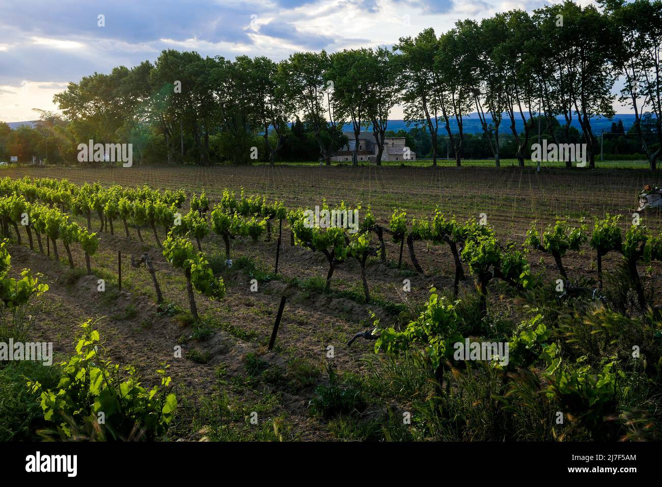 Vineyard, Pont SaintEsprit, Ardeche, France Stock Photo Alamy