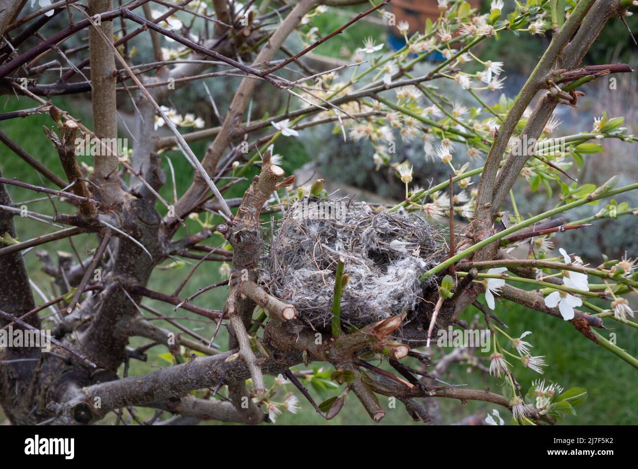 A small nest, probably made by a blue tit, has been built in the branches of a plum tree. Stock Photo