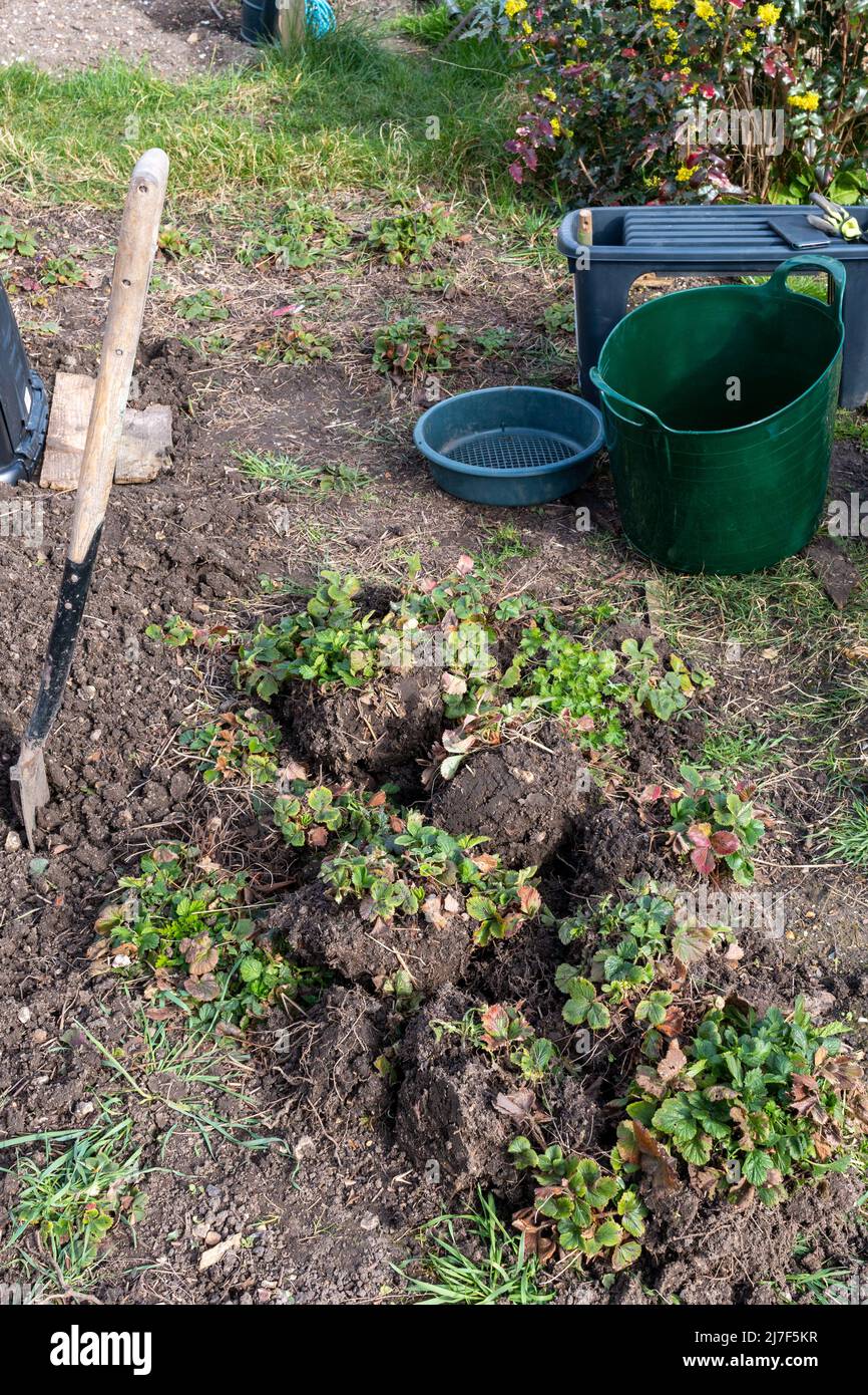 Old strawberry plants dug up and placed in a pile on an allotment.  The unearthed strawberries are near a spade, plastic tug and riddle. Stock Photo