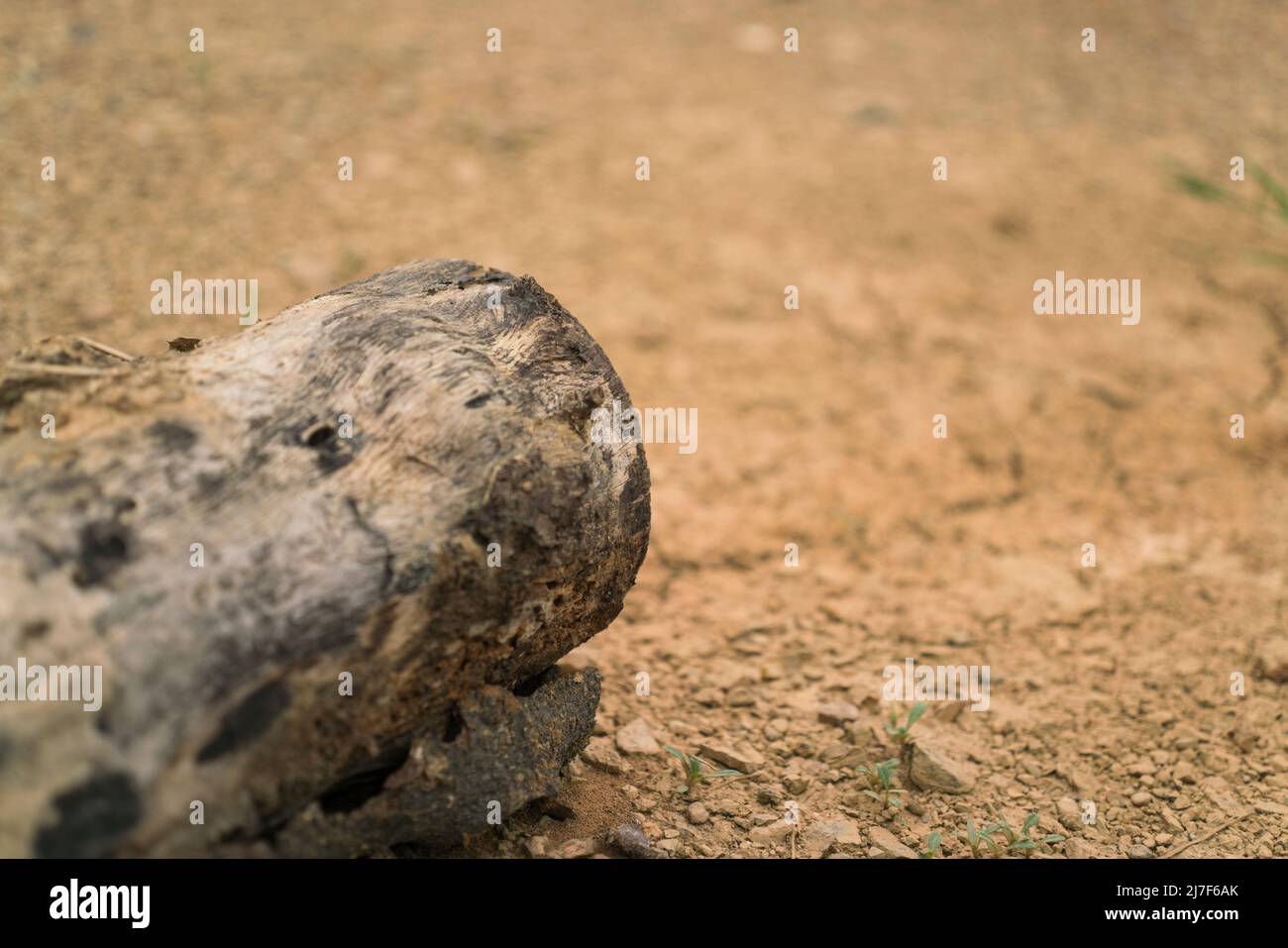 Dried wood in arid land. Stock Photo