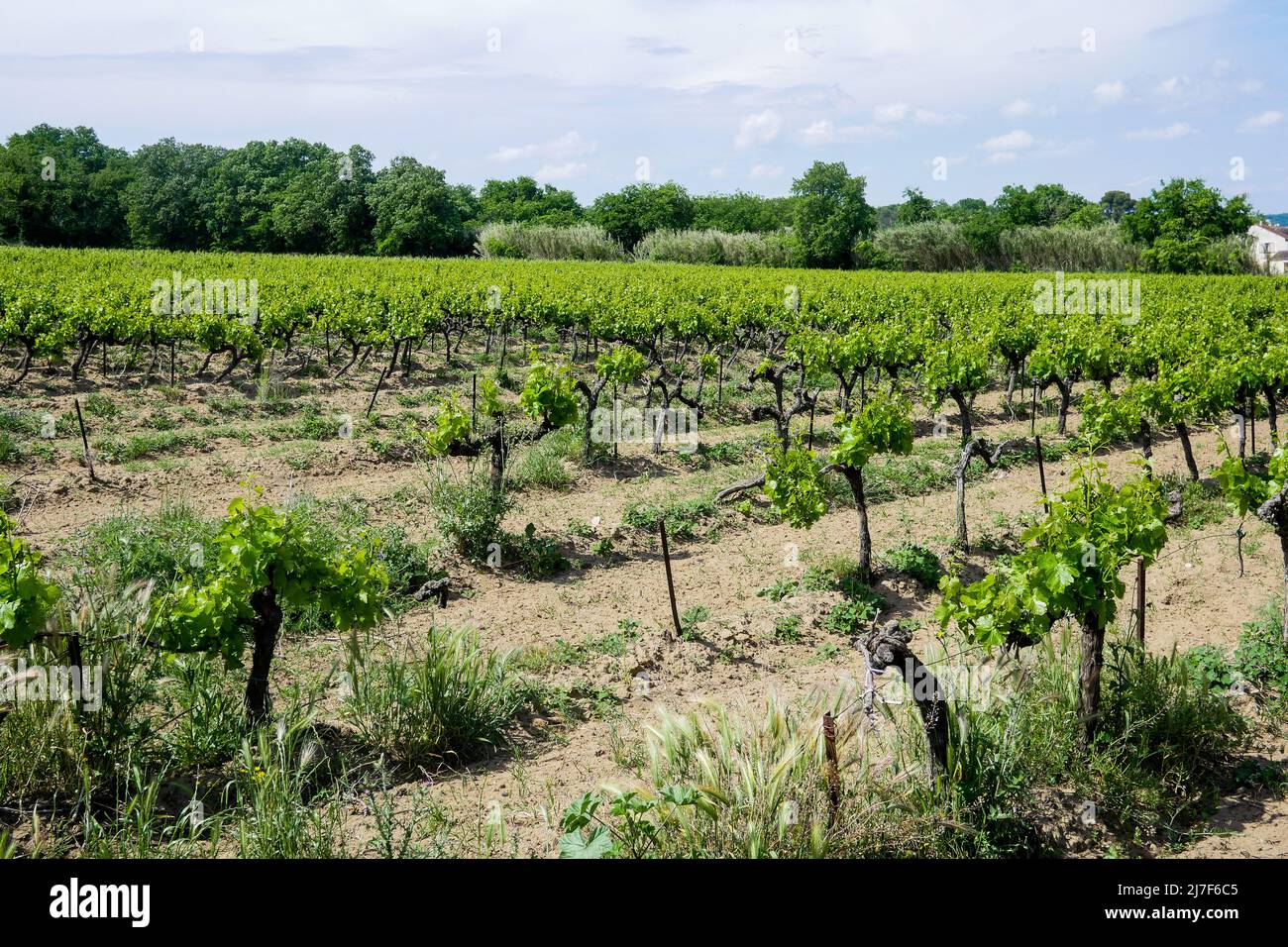 Vineyard, Pont SaintEsprit, Ardeche, France Stock Photo Alamy