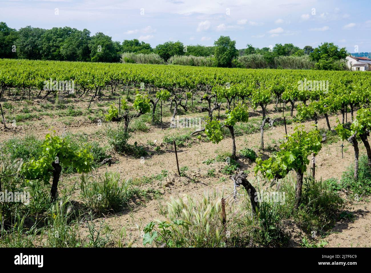 Vineyard, Pont SaintEsprit, Ardeche, France Stock Photo Alamy