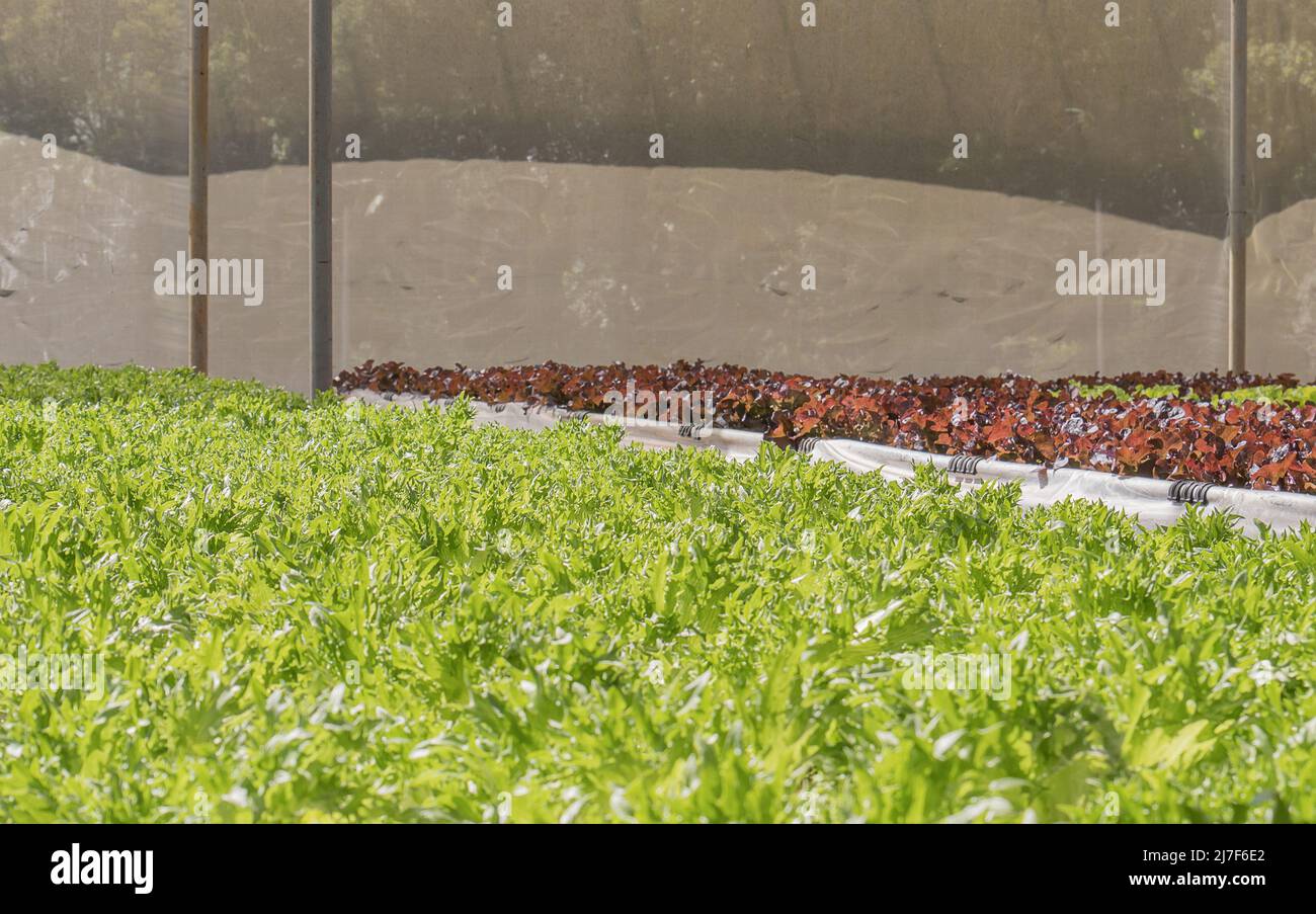 Hydroponic Vegetable Farm Stock Photo - Alamy