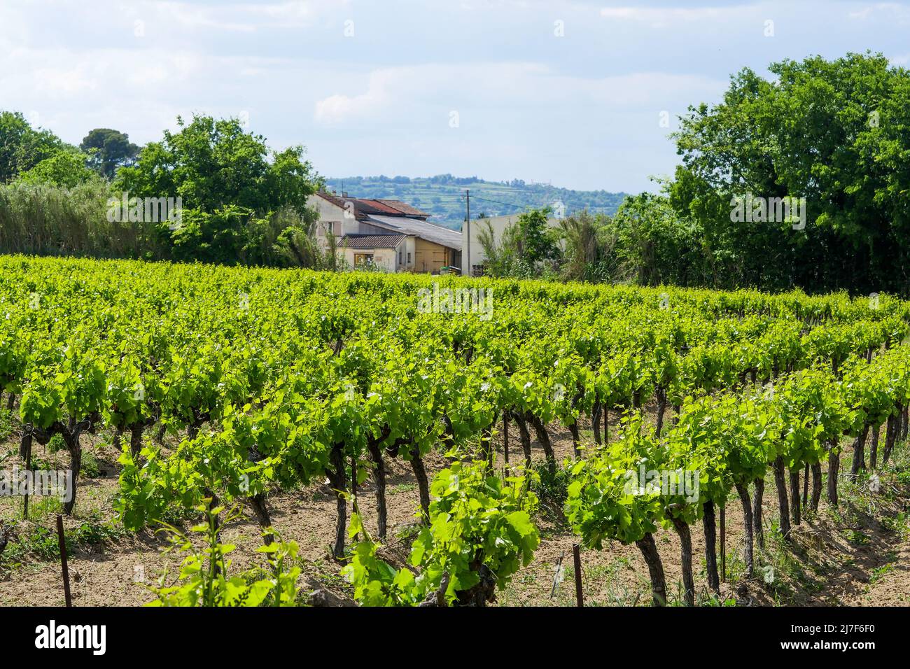 Vineyard, Pont SaintEsprit, Ardeche, France Stock Photo Alamy