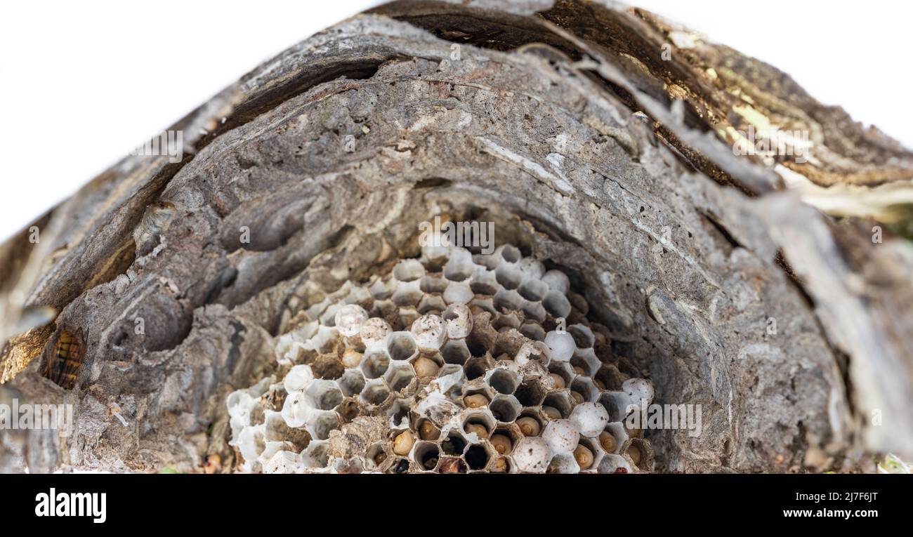 Inside wasp nest with wasps growing up Stock Photo