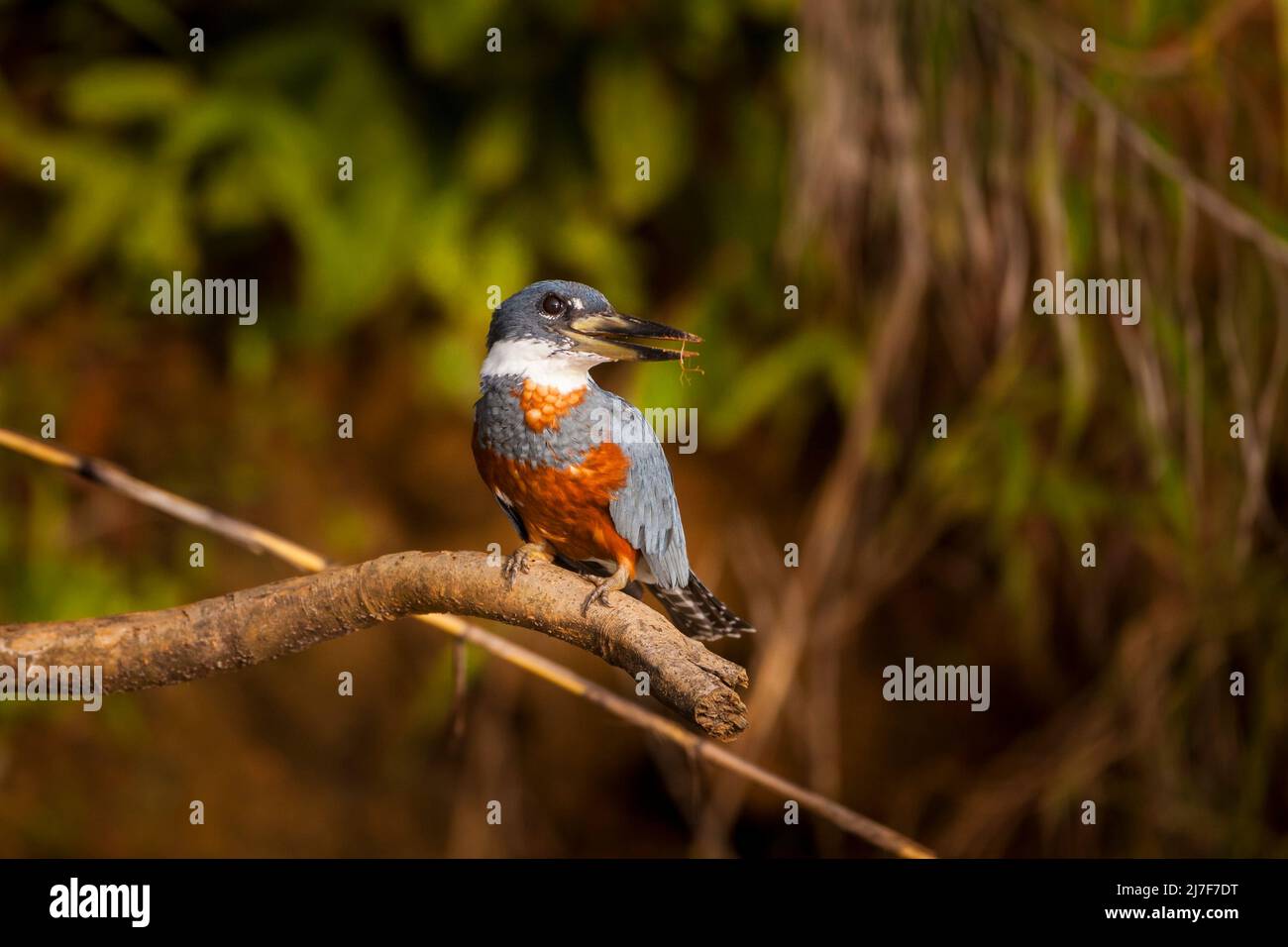 Ringed Kingfisher,  Megaceryle torquata, on a branch above Rio Chagres, Soberania national park, Colon province, Republic of Panama, Central America. Stock Photo