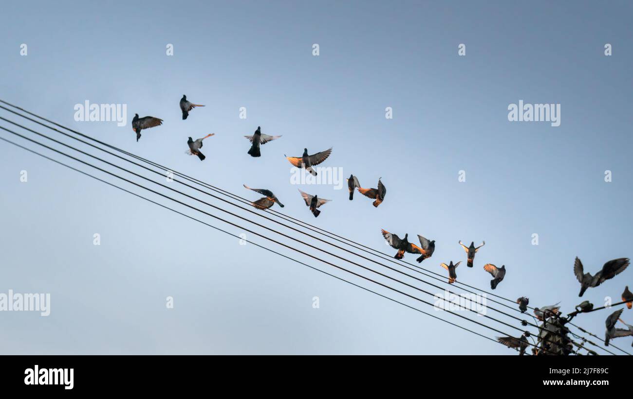 Birds flying away from the power lines at sunrise Stock Photo Alamy