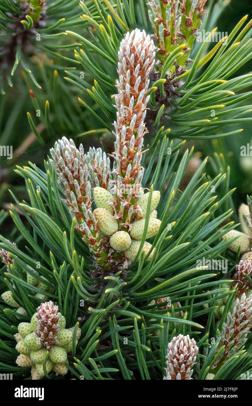 Detail of flowers of the dwarf pine with pollen and pine needles in spring Stock Photo