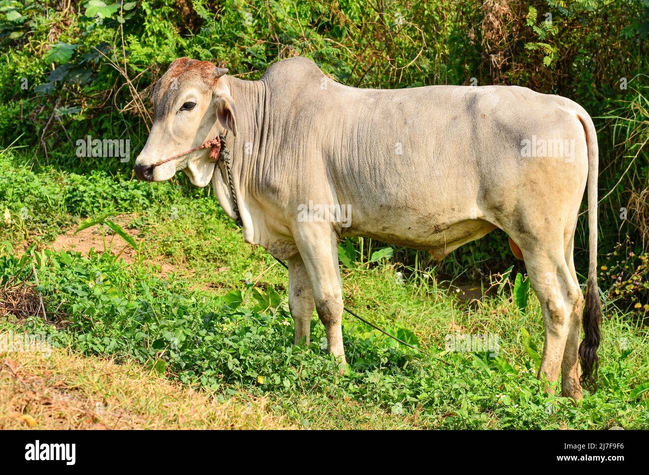 Native breeds of cows live in the fields Stock Photo