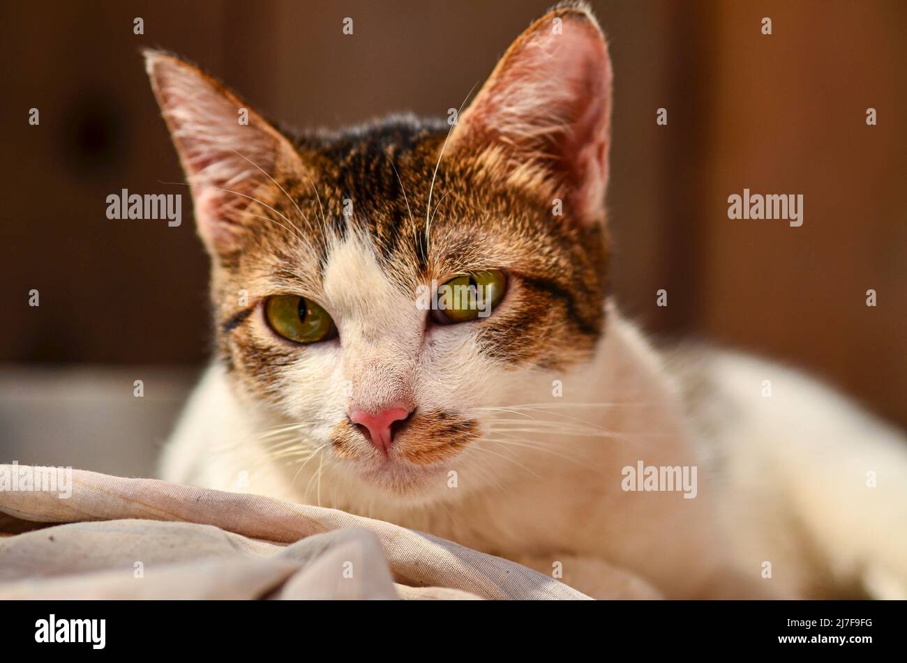 Native cat sleeping in the house Stock Photo