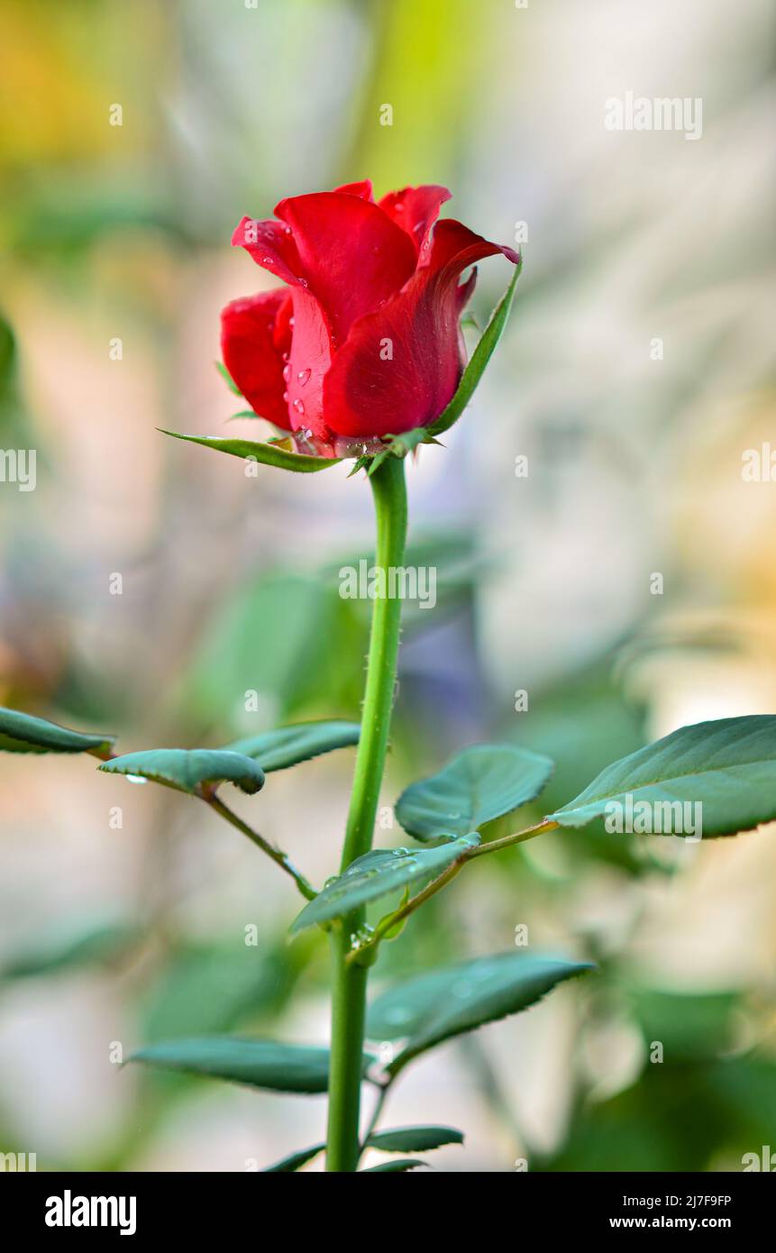 Red rose buds will bloom Stock Photo