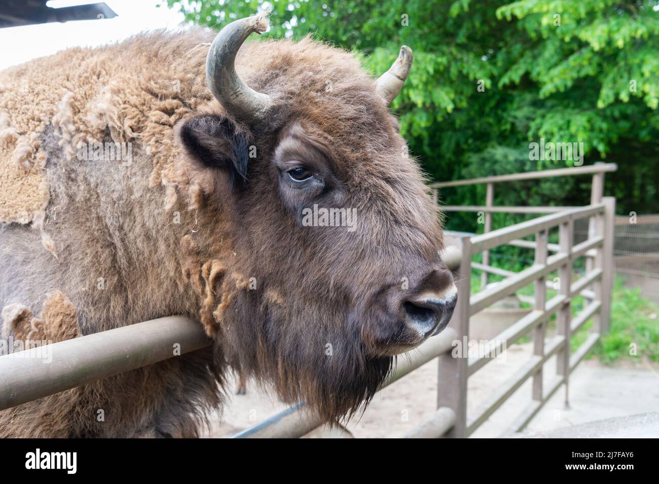 big buffalo head in zoo animal park outdoor Stock Photo - Alamy