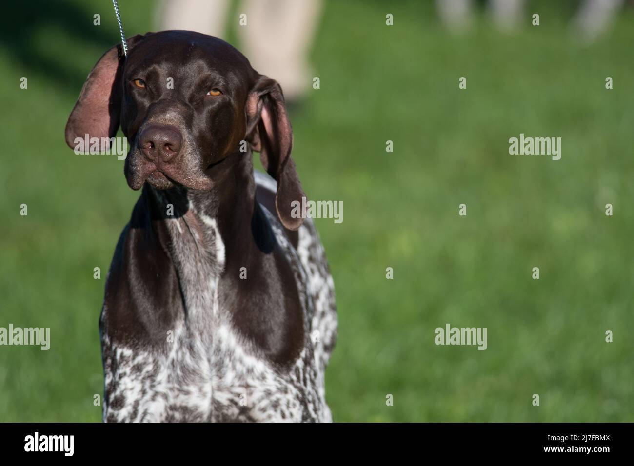 German Shorthair Pointer in dog show ring Stock Photo