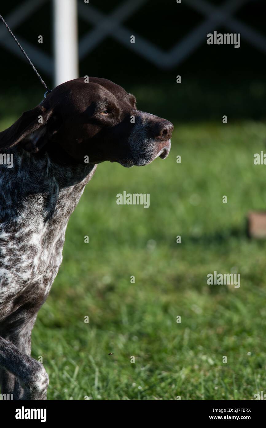 German Shorthair Pointer walking into frame from left Stock Photo
