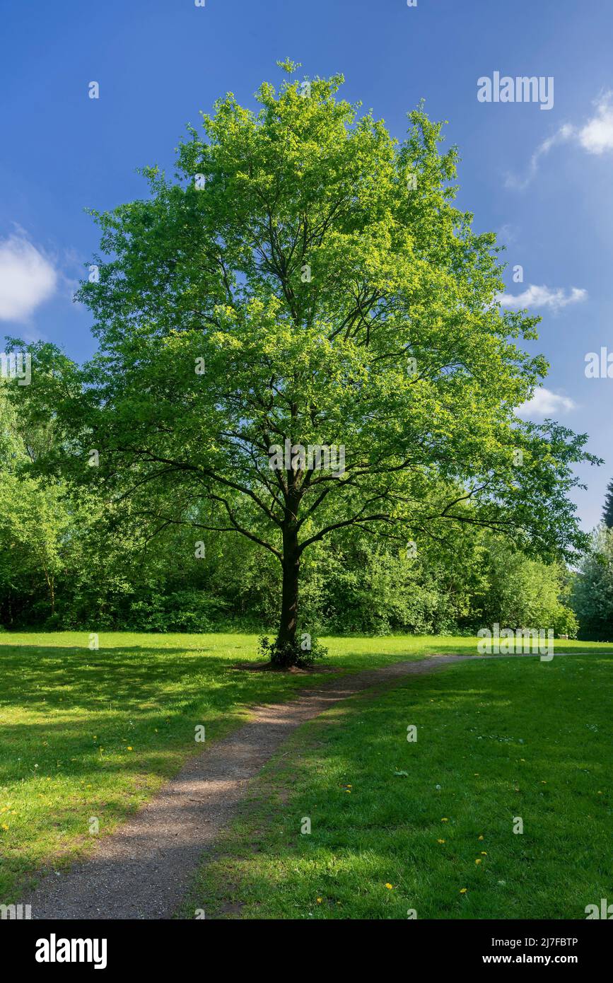 Oak tree with copy space hi-res stock photography and images - Alamy