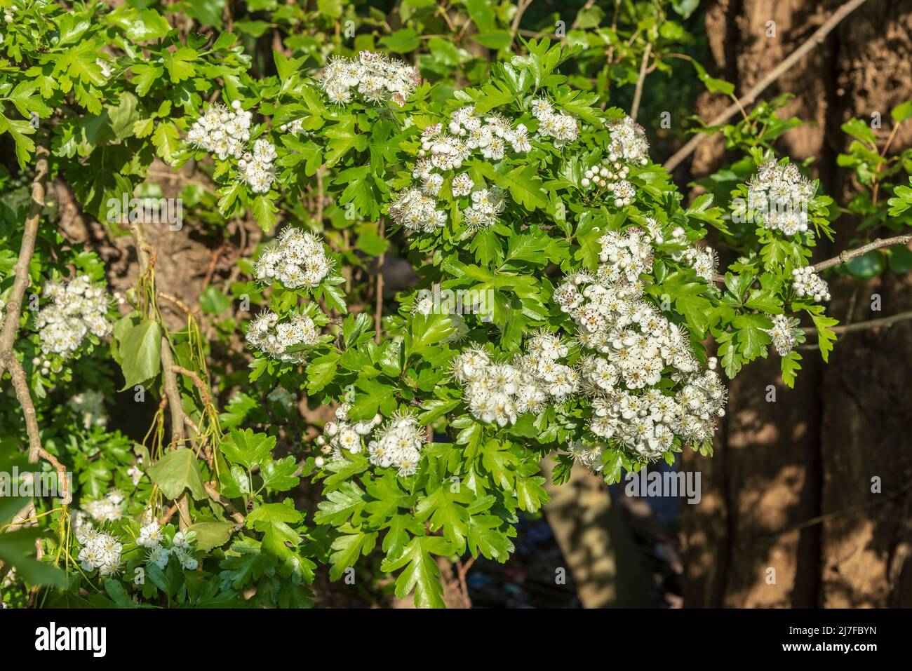 White hawthorn flowers Stock Photo