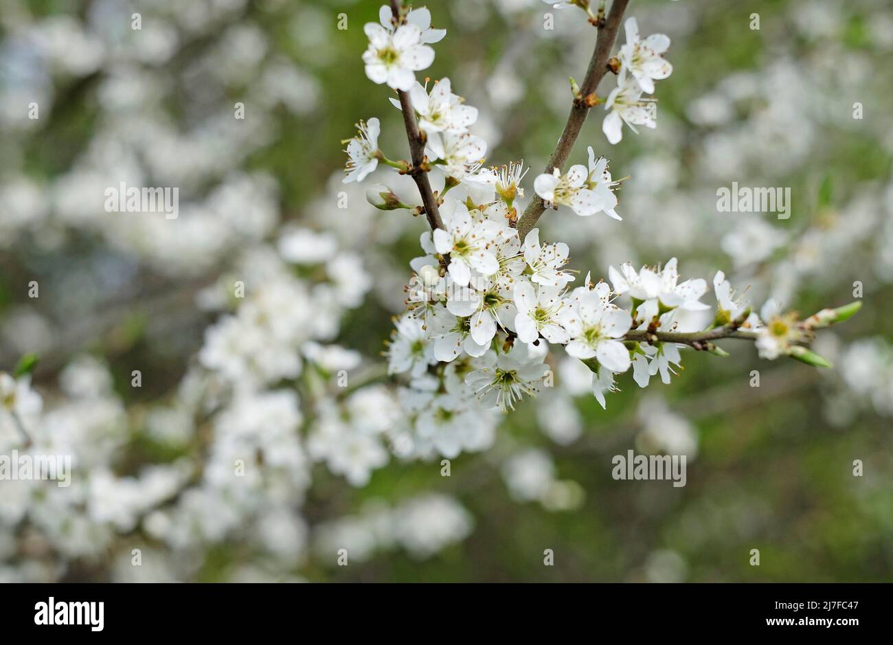 close up of flowering white blackthorn flowers, norfolk, england Stock Photo