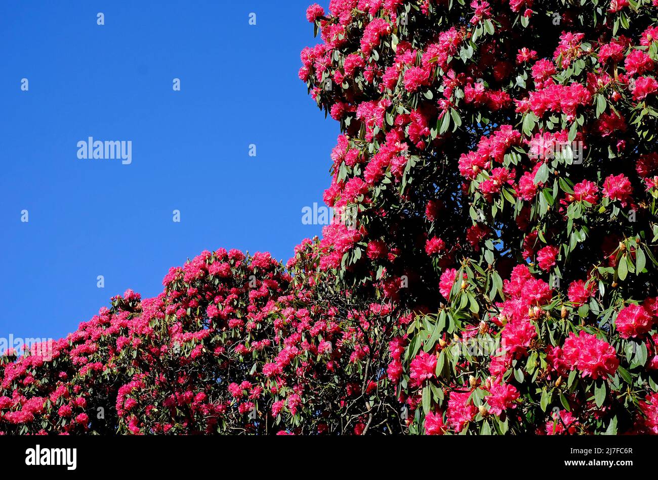 Red Rhododendron England red rhododendrons on blue sky background Stock Photo - Alamy