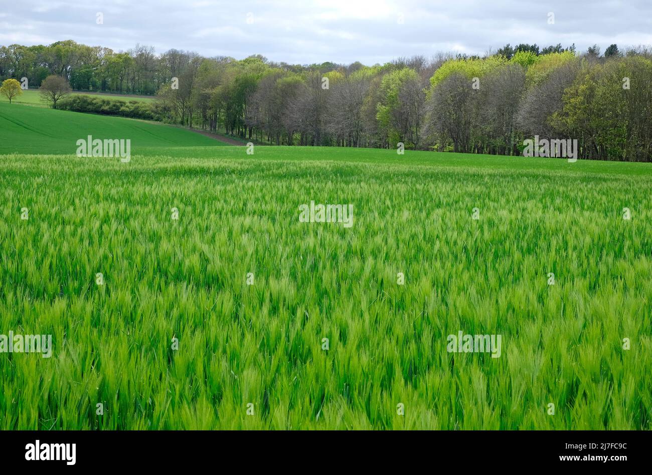 early green wheat growing in field, holt, north norfolk, england Stock Photo