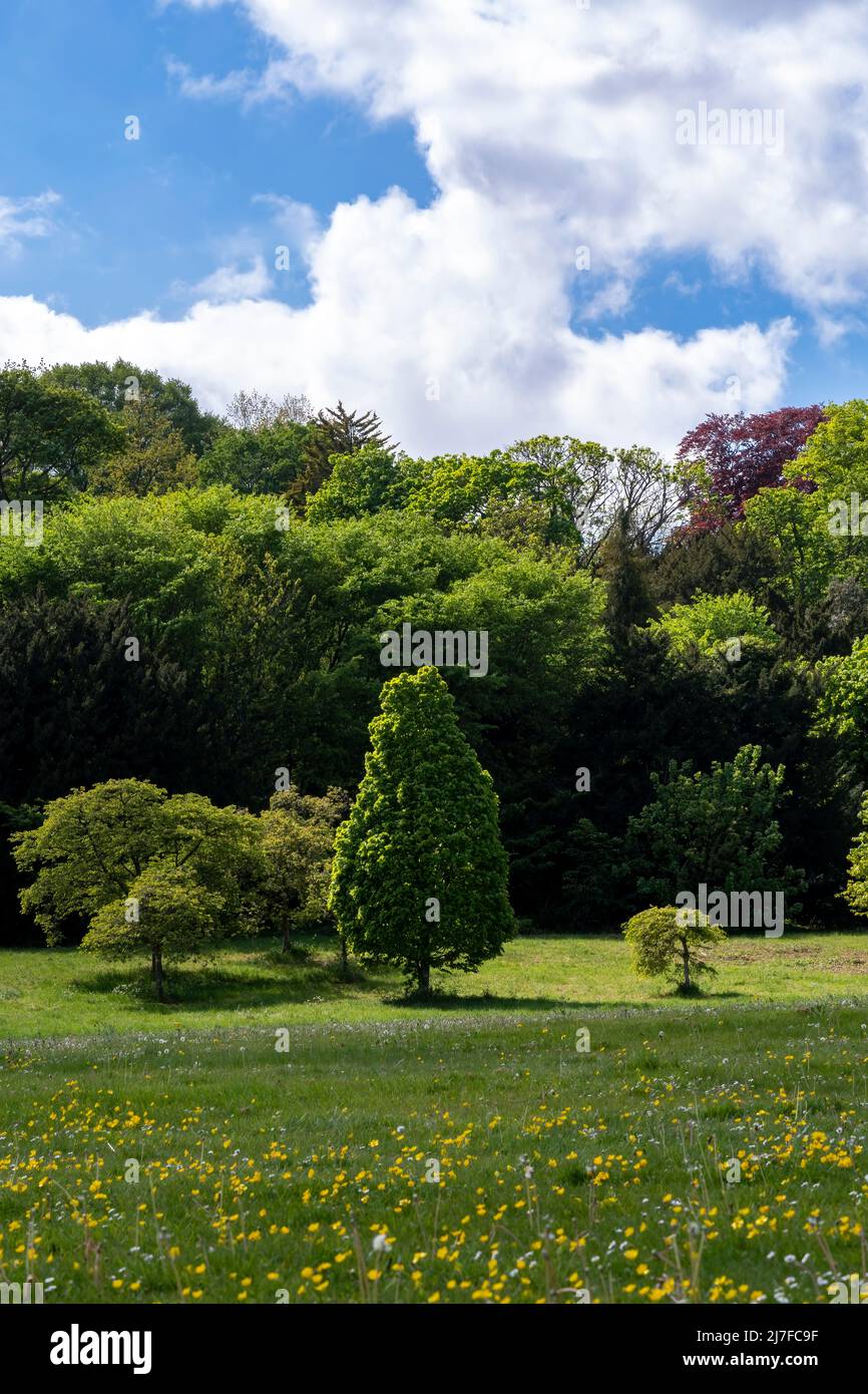 ush green field and woodland in spring sunshine Stock Photo