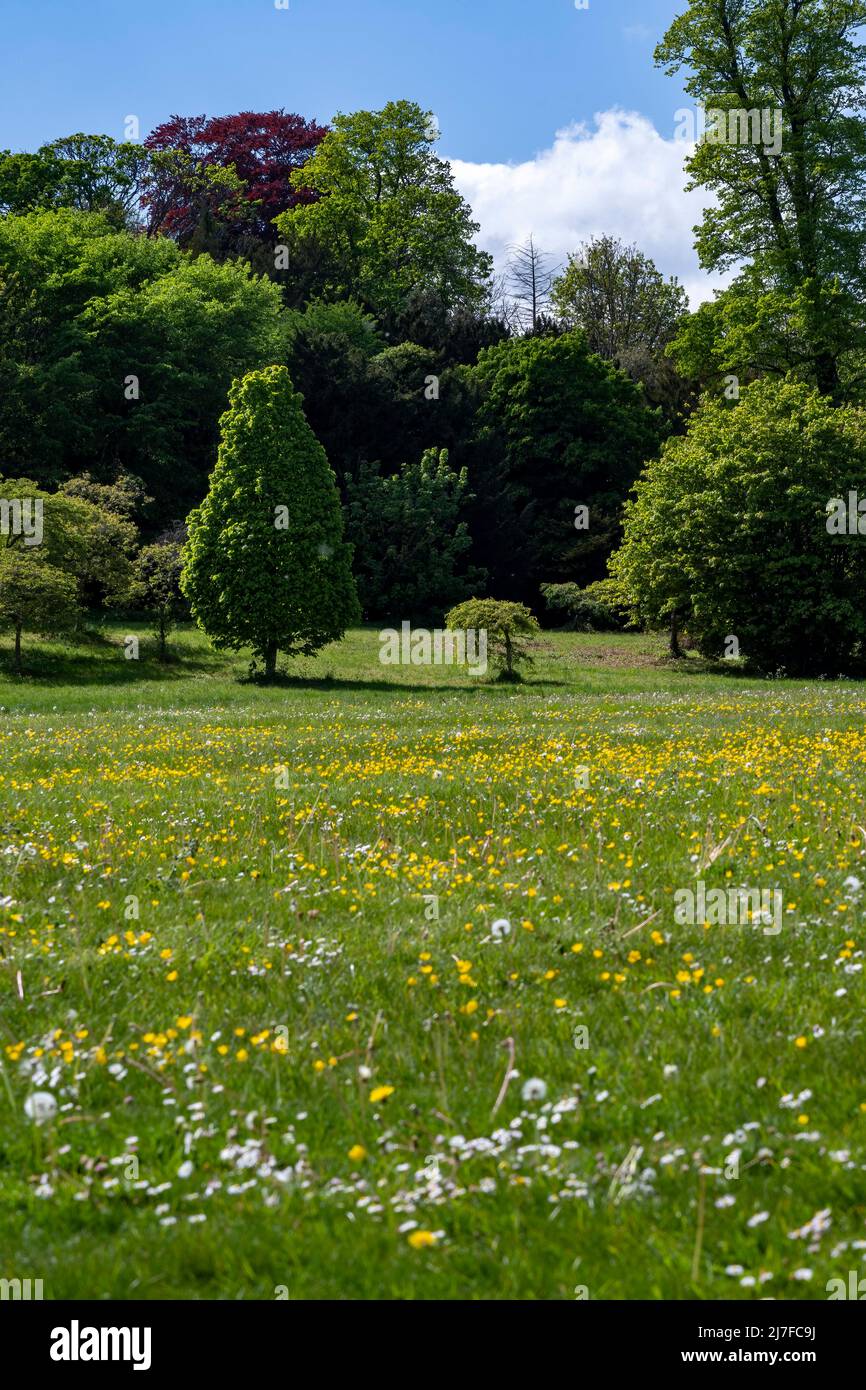 Green trees and grass with buttercups and daisies in foreground Stock Photo