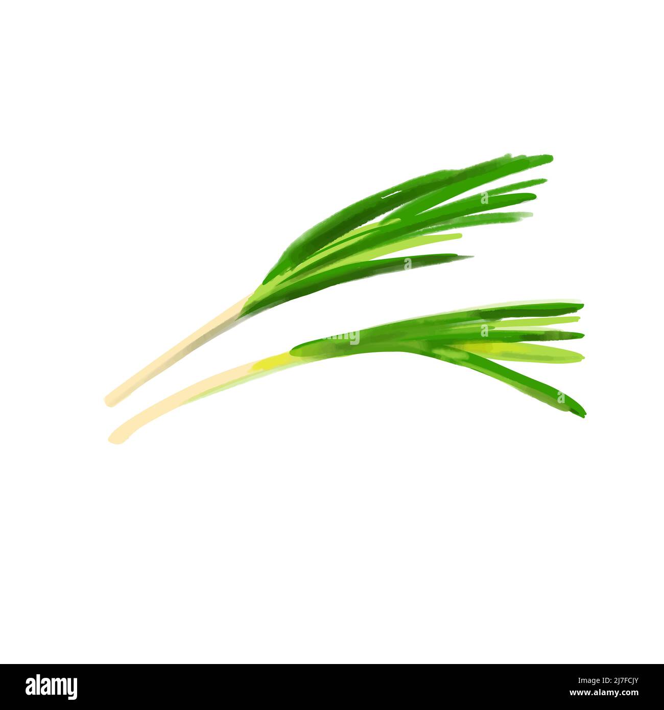 Green onion illustration isolated on white background Stock Vector