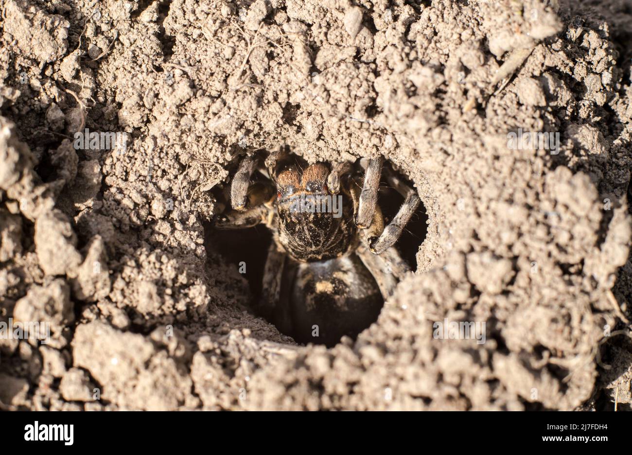 Spider tarantula in a ground hole closeup Stock Photo Alamy