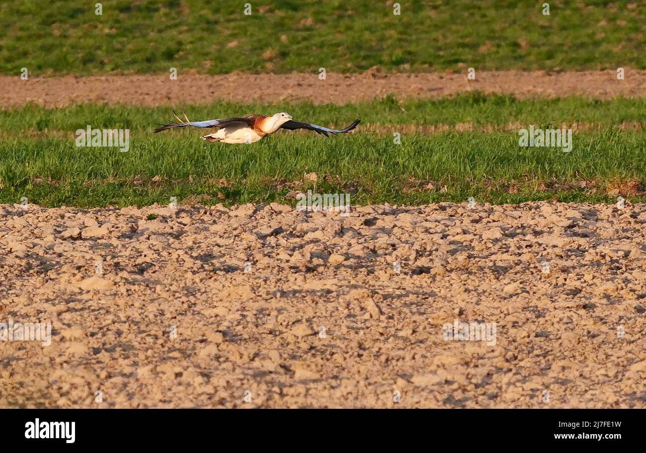 18 April 2022, Brandenburg, Premnitz: 18.04.2022, Premnitz in Brandenburg. A male Great Bustard (Otis tarda) flies over a field west of Premnitz in Brandenburg. The rare bustards, which are on the Red List of threatened species in Germany, are among the heaviest flying birds in the world. Wolfram Steinberg/dpa Photo: Wolfram Steinberg/dpa Stock Photo