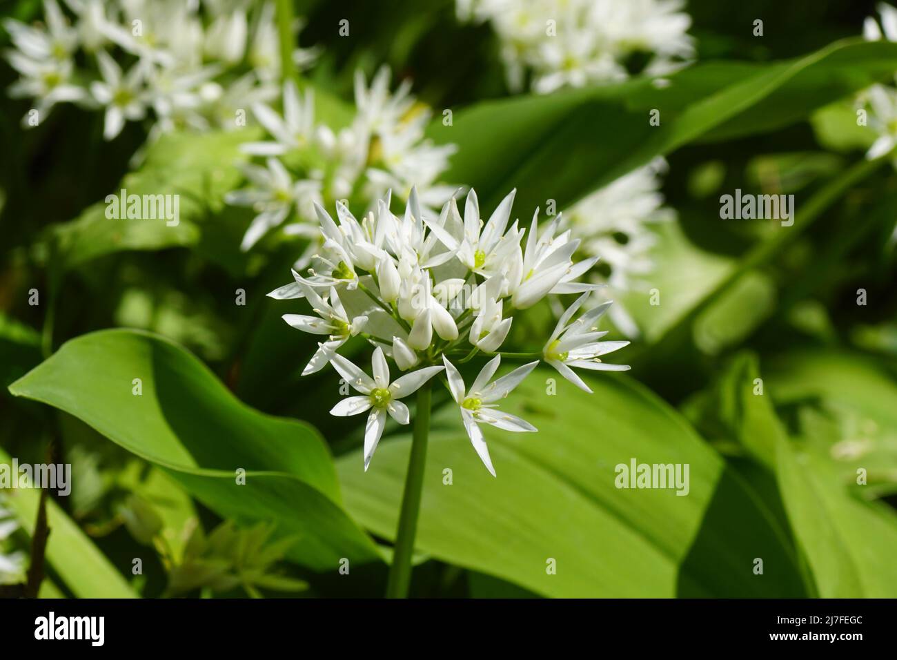 White flowers of wild garlic (Allium ursinum) a bulbous perennial flowering plant in the amaryllis family Amaryllidaceae. Spring, Netherlands Stock Photo