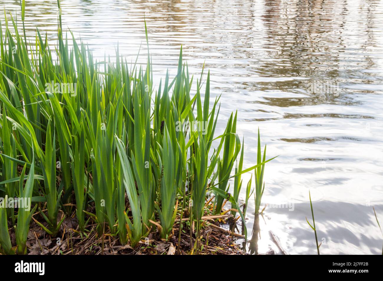 Sweet flag, sway or muskrat root (Acorus calamus) plant next to pond water in spring, Hungary, Europe Stock Photo