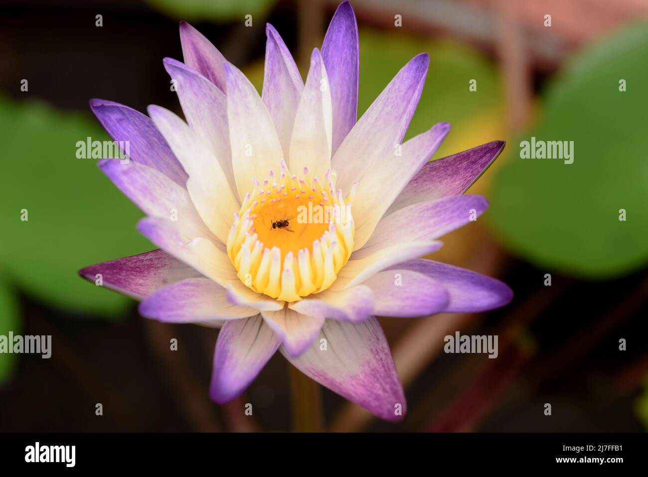 Violet color water lily with insect pollinating close up macro Stock Photo