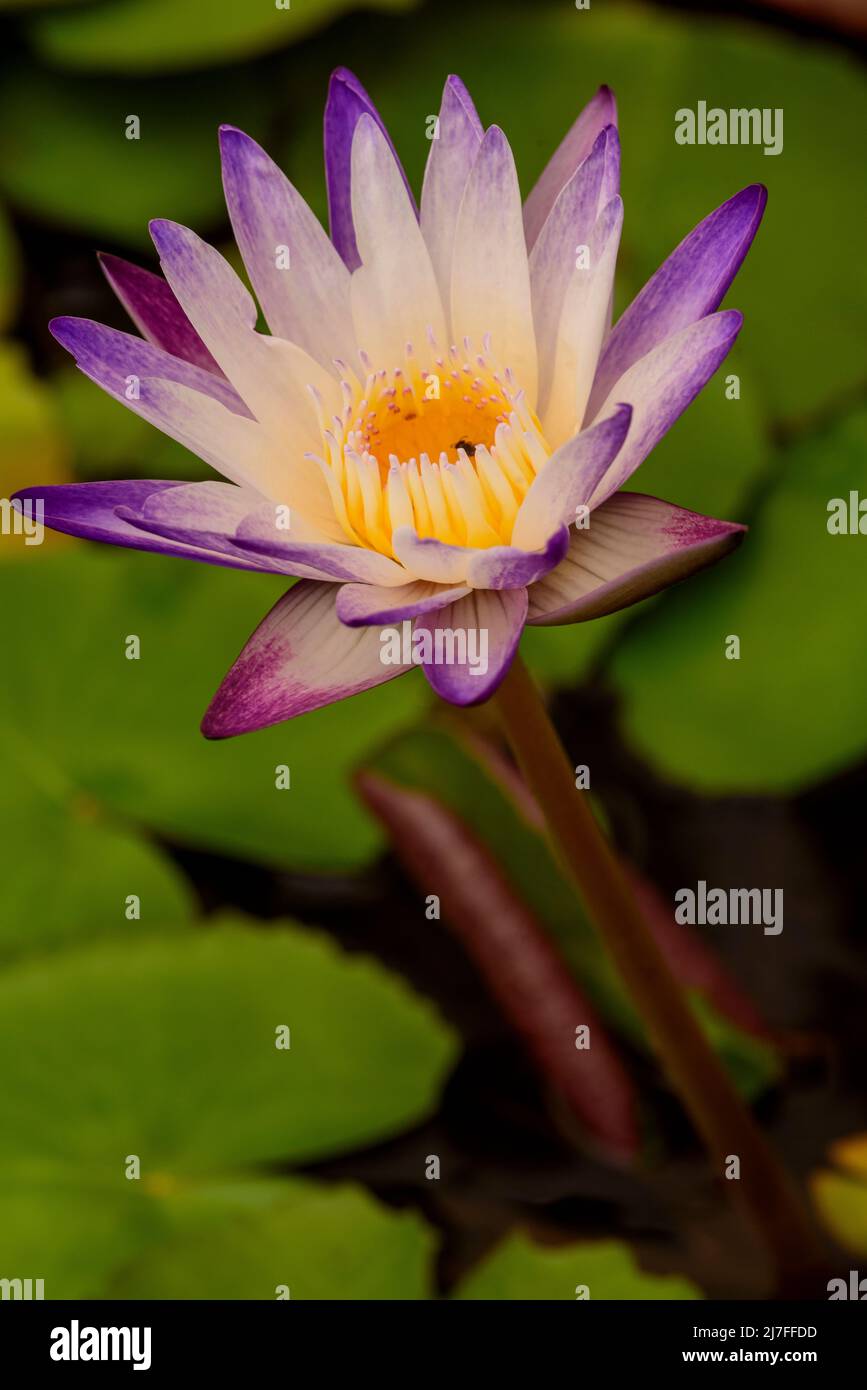 Vilot hi-res stock photography and images - Alamy