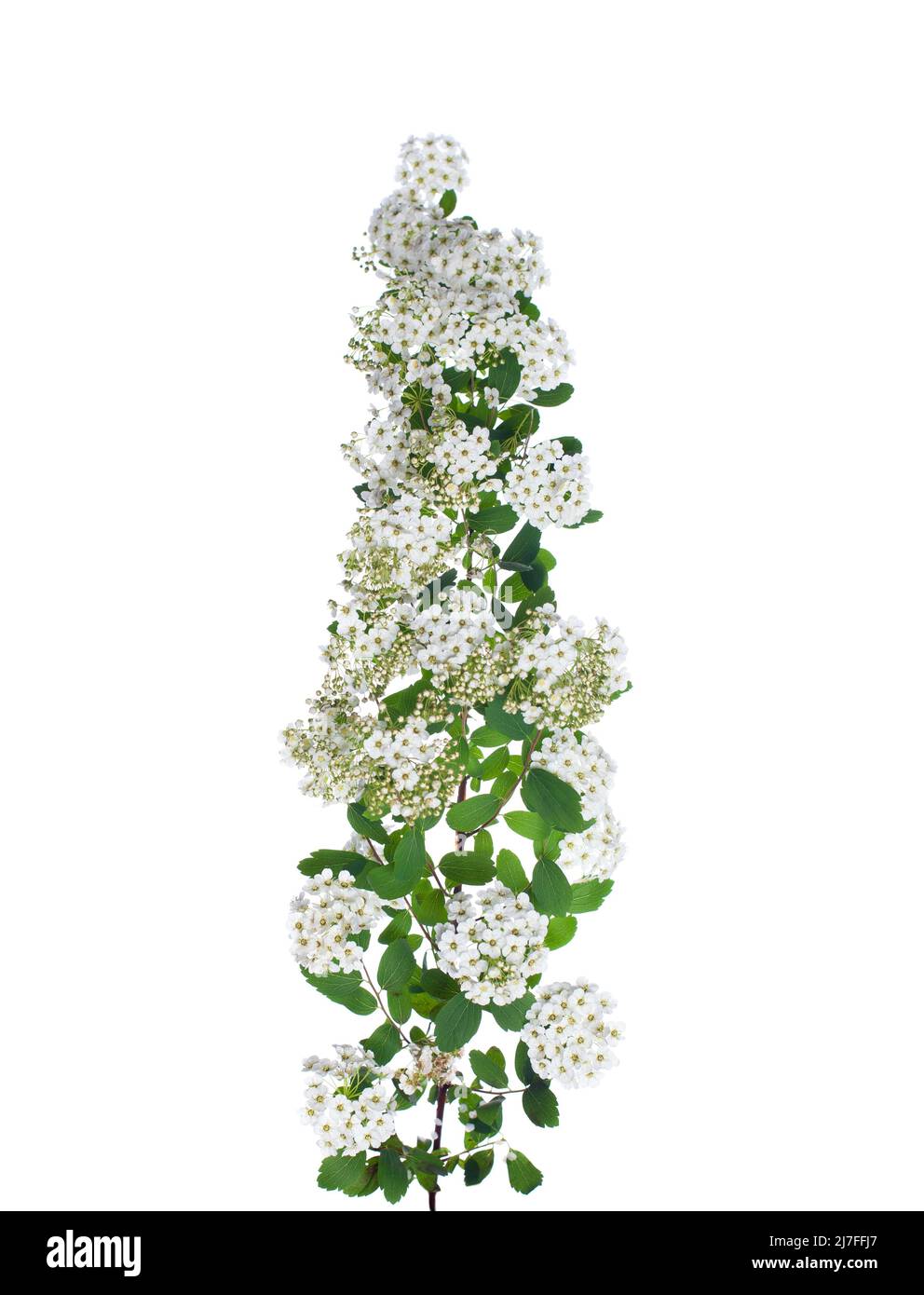 Isolated flowers spirea on white Stock Photo