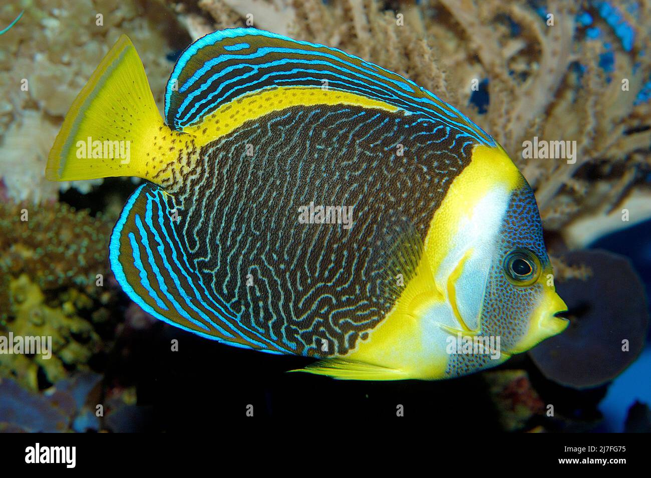Scribbled angelfish (Chaetodontoplus duboulayi), in a coral reef, Great Barrier Reef, Australia, Pacific Ocean Stock Photo