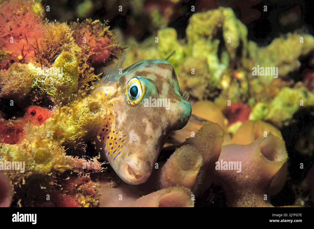 Sharpnose puffer (Canthigaster rostrata), sleeping in a colourful coral reef, Cuba, Caribbean Sea, Caribbean Stock Photo
