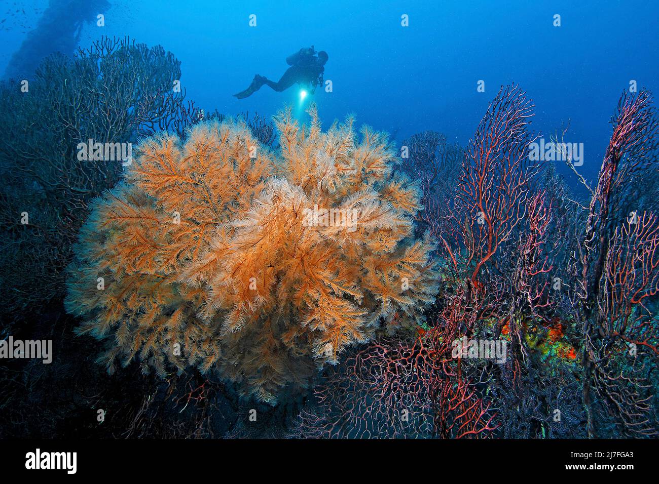 Black Corals or Thorn corals (Antipathes caribbeana) deep-water coral in a caribbean coral reef, Grenada, Lesser Antilles, Atlantic Ocean, Caribbean Stock Photo