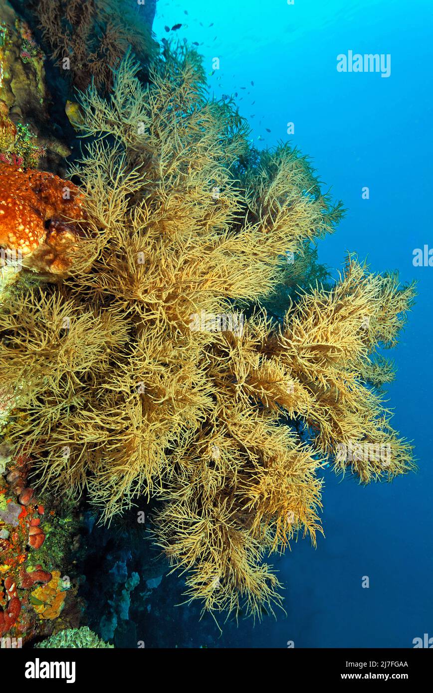 Black coral antipathes dichotoma antipathidae hires stock photography