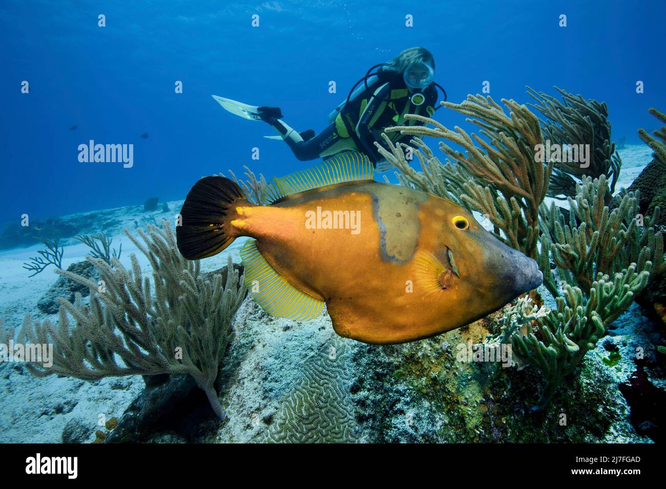Scuba diver and a American White-spotted Filefish (Cantherhines macrocerus), in a caribbean coral reef, Cozumel, Mexico, Caribbean, Caribbean sea Stock Photo