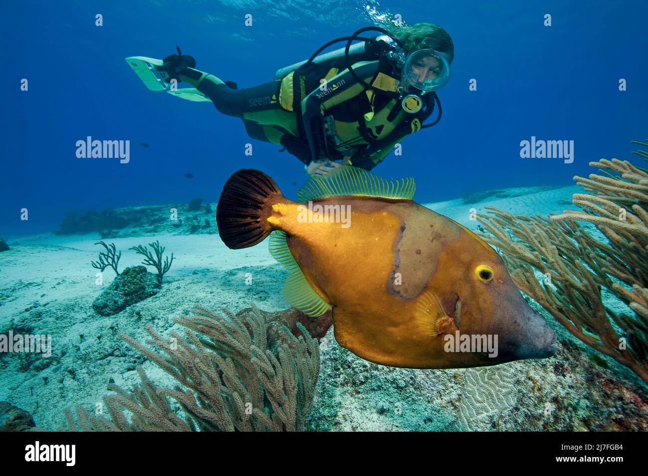 Scuba diver and a American White-spotted Filefish (Cantherhines macrocerus), in a caribbean coral reef, Cozumel, Mexico, Caribbean, Caribbean sea Stock Photo