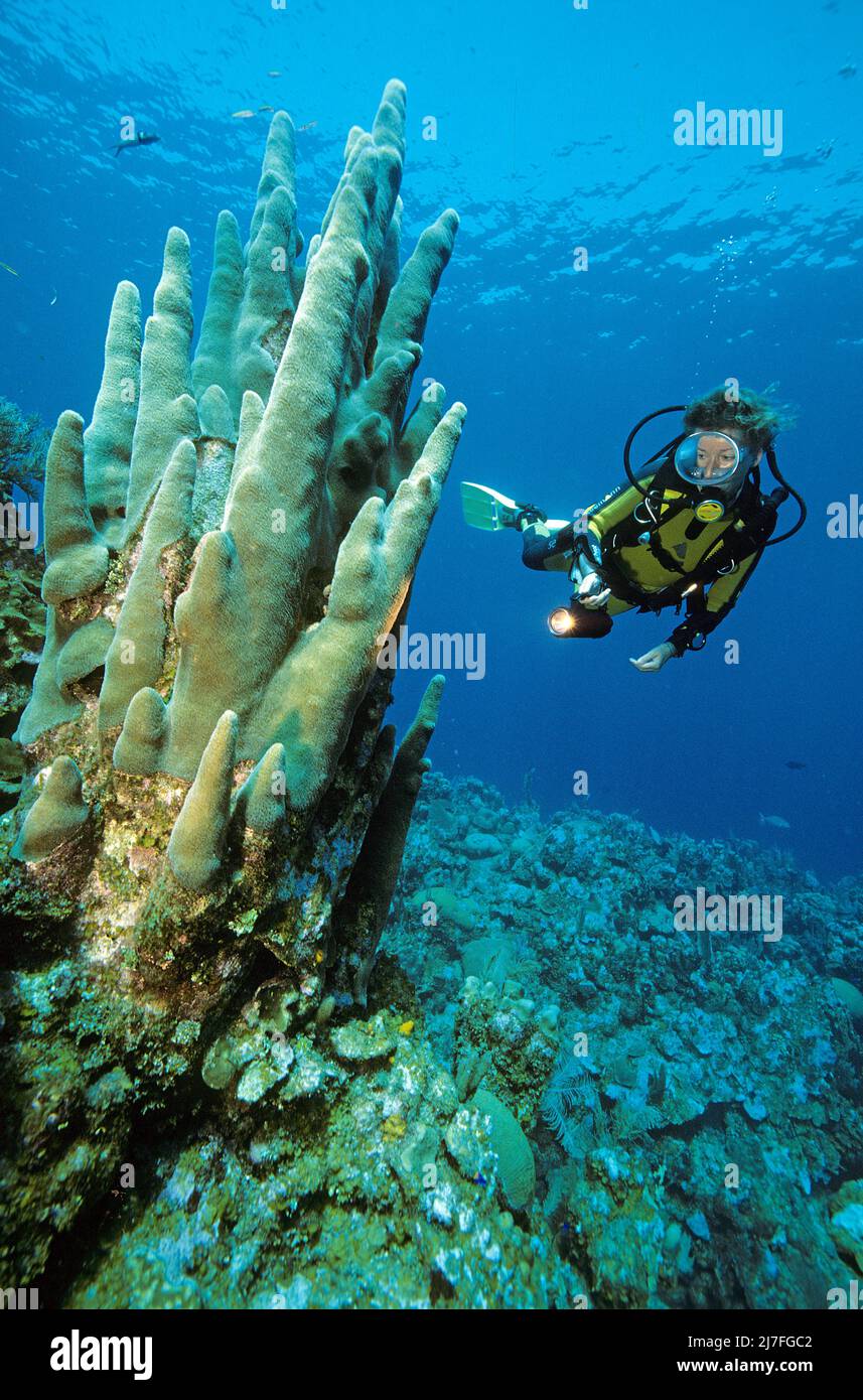 Caribbean underwater scenery, scuba diver in a caribbean coral reef with pillar corals (Dendrogyra cylindrus), Cuba, Caribbean, Atlantic ocean Stock Photo