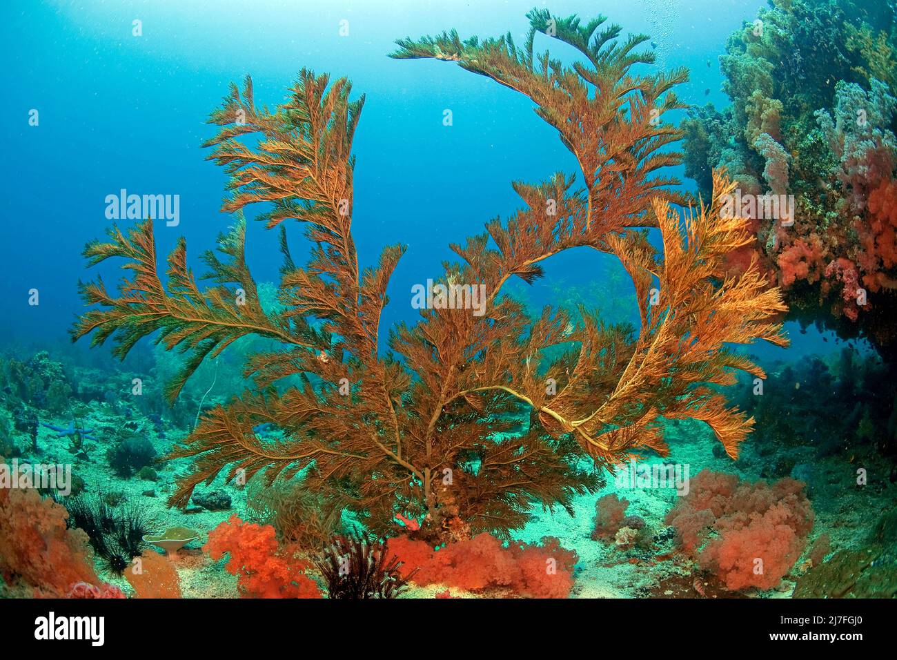 Black coral or Split-pore black coral (Antipathes dichotoma), in a coral reef, Cebu, Philippines, Asia Stock Photo