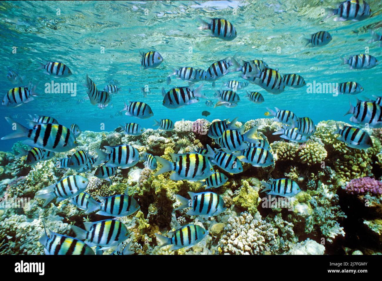 Sergeant Major fishes or píntanos (Abudefduf saxatilis), cruising over a coral reef, Hurghada, Egypt, Red Sea Stock Photo