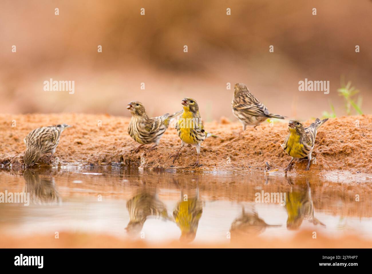 European serin (Serinus serinus). This is the smallest European species of the family of finches (Fringillidae) and is closely related to the Canary. Stock Photo
